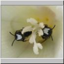 Hylaeus nigritus - Maskenbiene m01b fdet10.jpg